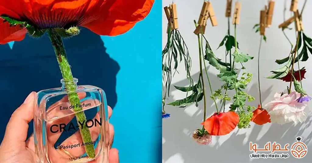 رایحه گلی از نت های عطر